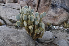 Opuntia chlorotica