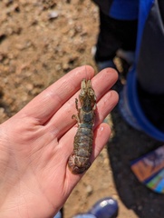 Upogebia affinis