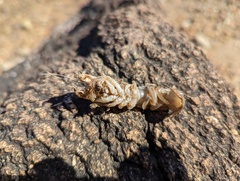 Upogebia affinis