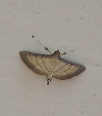 Cnaphalocrocis patnalis
