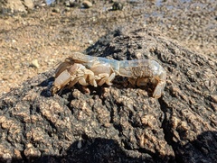 Upogebia affinis