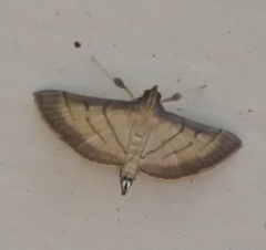 Cnaphalocrocis patnalis