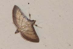 Cnaphalocrocis patnalis