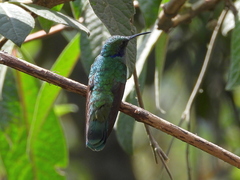 Colibri cyanotus