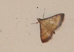 Cnaphalocrocis medinalis