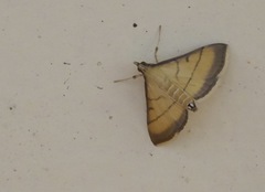 Cnaphalocrocis medinalis