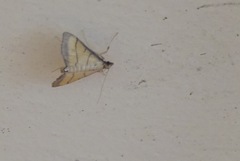 Cnaphalocrocis medinalis