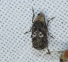 Euparius paganus