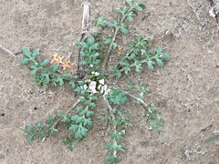 Lepidium oblongum