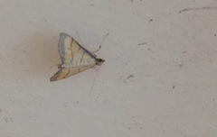 Cnaphalocrocis medinalis