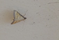 Cnaphalocrocis medinalis