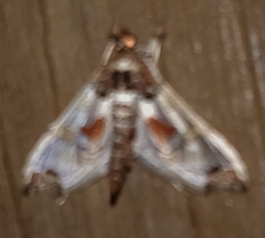 Neoleucinodes elegantalis