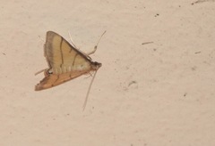 Cnaphalocrocis medinalis