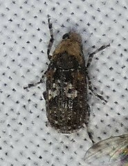 Euparius paganus