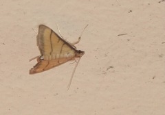 Cnaphalocrocis medinalis