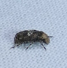 Euparius paganus