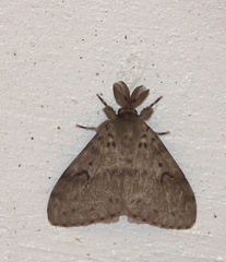 Lymantria lunata