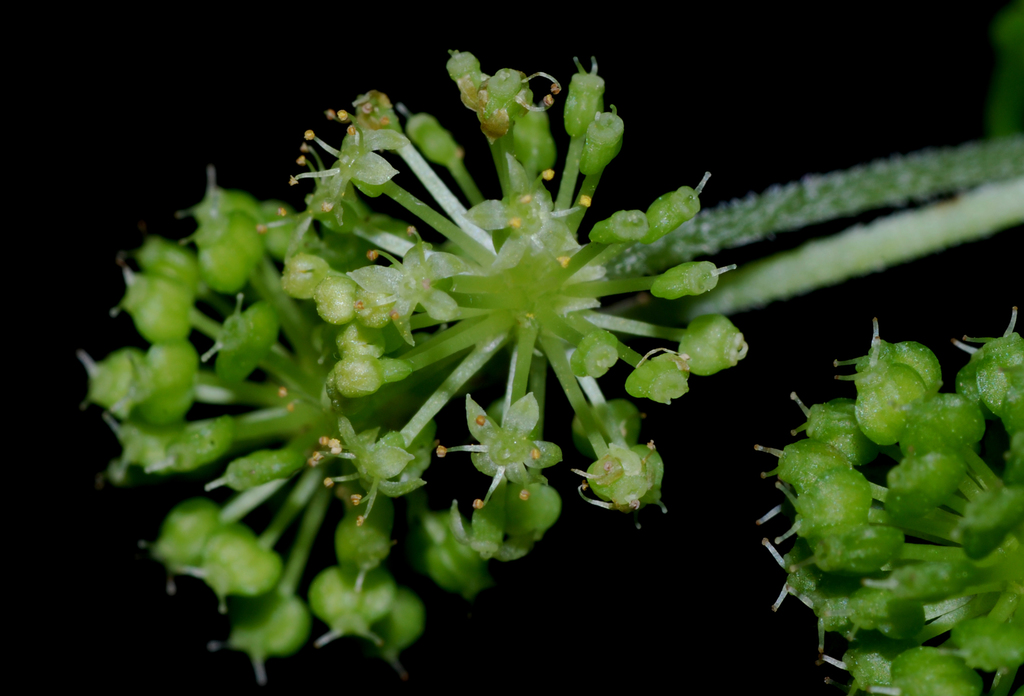 Hydrocotyle mexicana