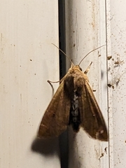 Mythimna unipuncta