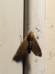 Mythimna unipuncta