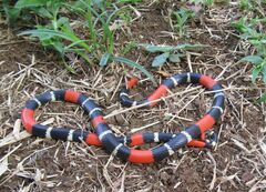 Micrurus lemniscatus helleri