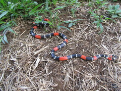 Micrurus lemniscatus helleri