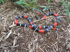 Micrurus lemniscatus helleri