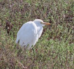 Bubulcus ibis