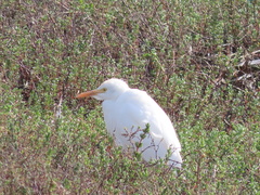Bubulcus ibis