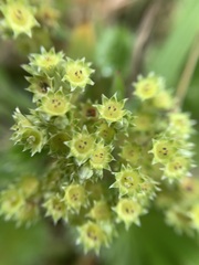 Alchemilla orbiculata