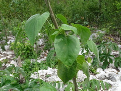 Ipomoea corymbosa