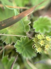 Alchemilla orbiculata