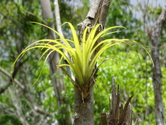 Tillandsia dasyliriifolia