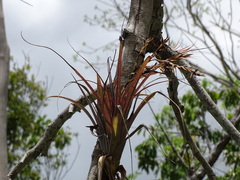 Tillandsia dasyliriifolia