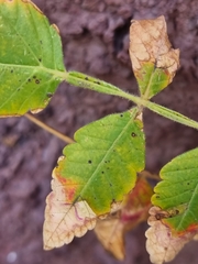 Rhus coriaria image