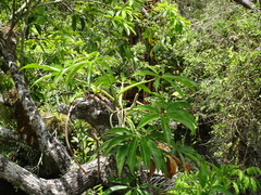 Syngonium angustatum
