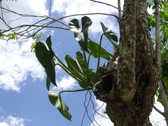 Philodendron smithii