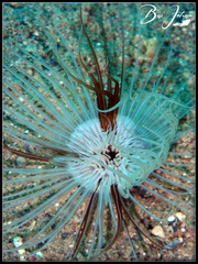 Cerianthus membranaceus