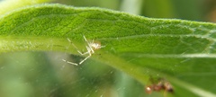 Theridiidae