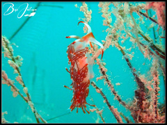 Sakuraeolis nungunoides