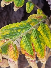 Rhus coriaria image