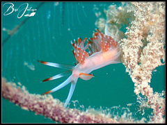 Sakuraeolis nungunoides