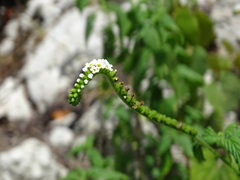 Heliotropium angiospermum