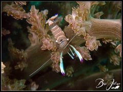 Ancylomenes magnificus