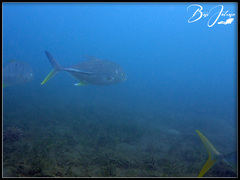 Caranx papuensis