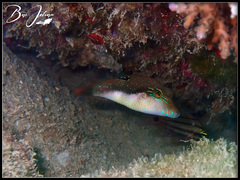 Canthigaster bennetti