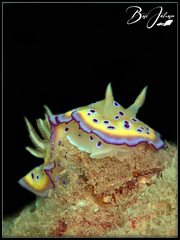 Goniobranchus kuniei