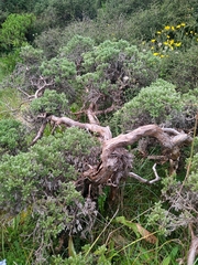 Brachyglottis cassinioides