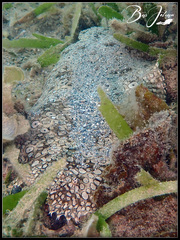 Pardachirus pavoninus