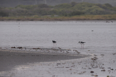 Charadrius semipalmatus